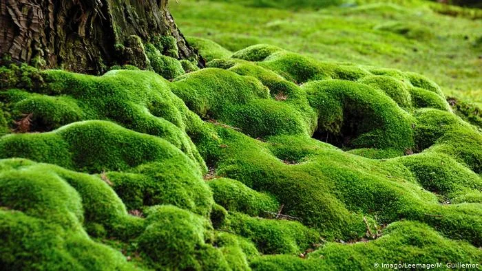 moss-close.jpg