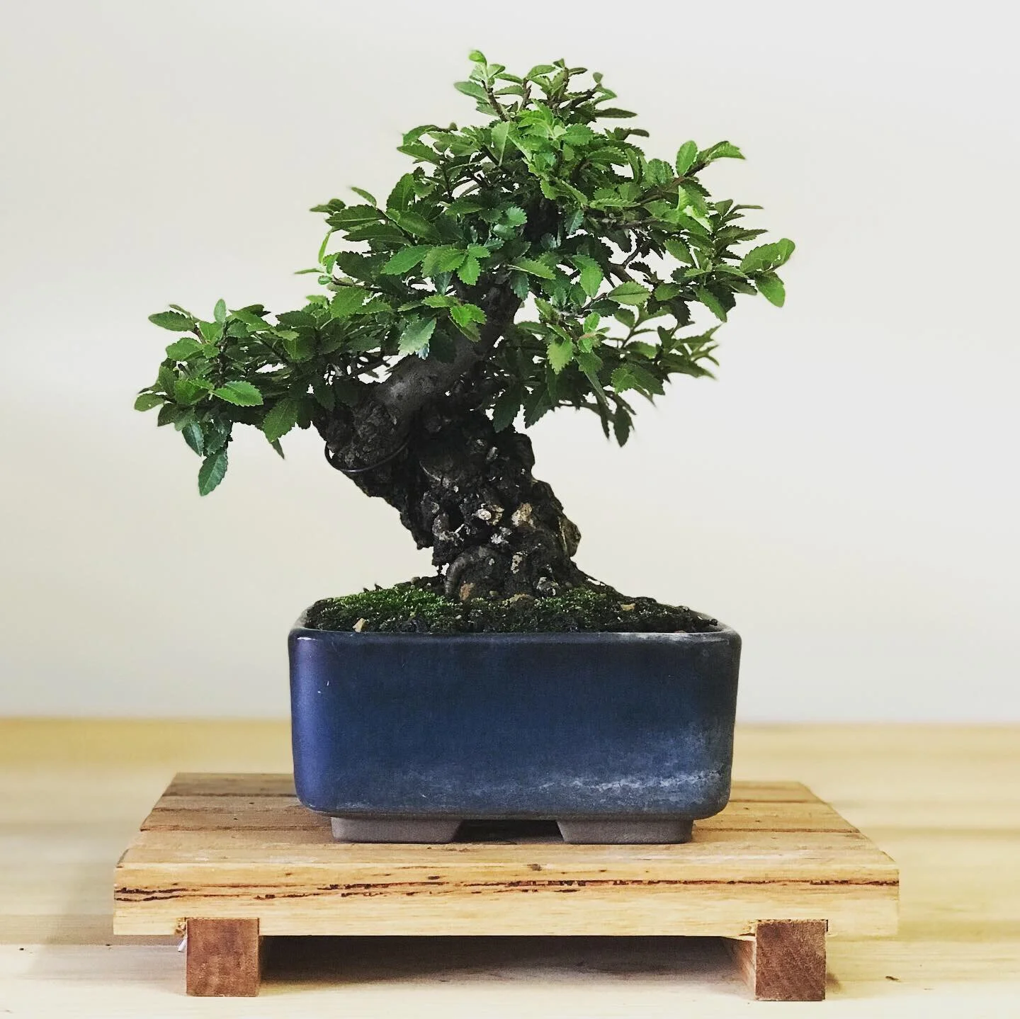 Corky Chinese Elm