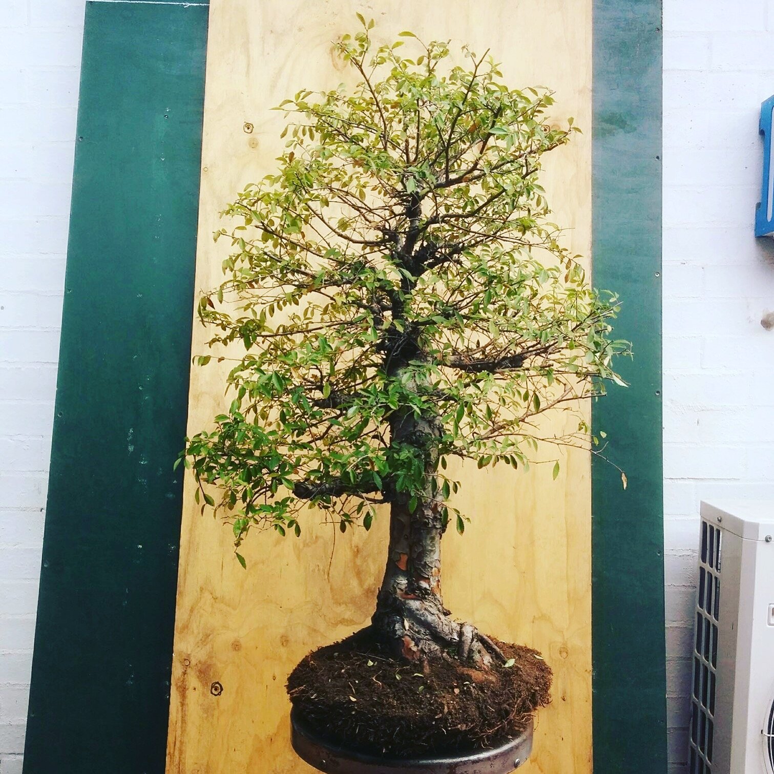 Ulmus Parvifolia - Chinese Elm