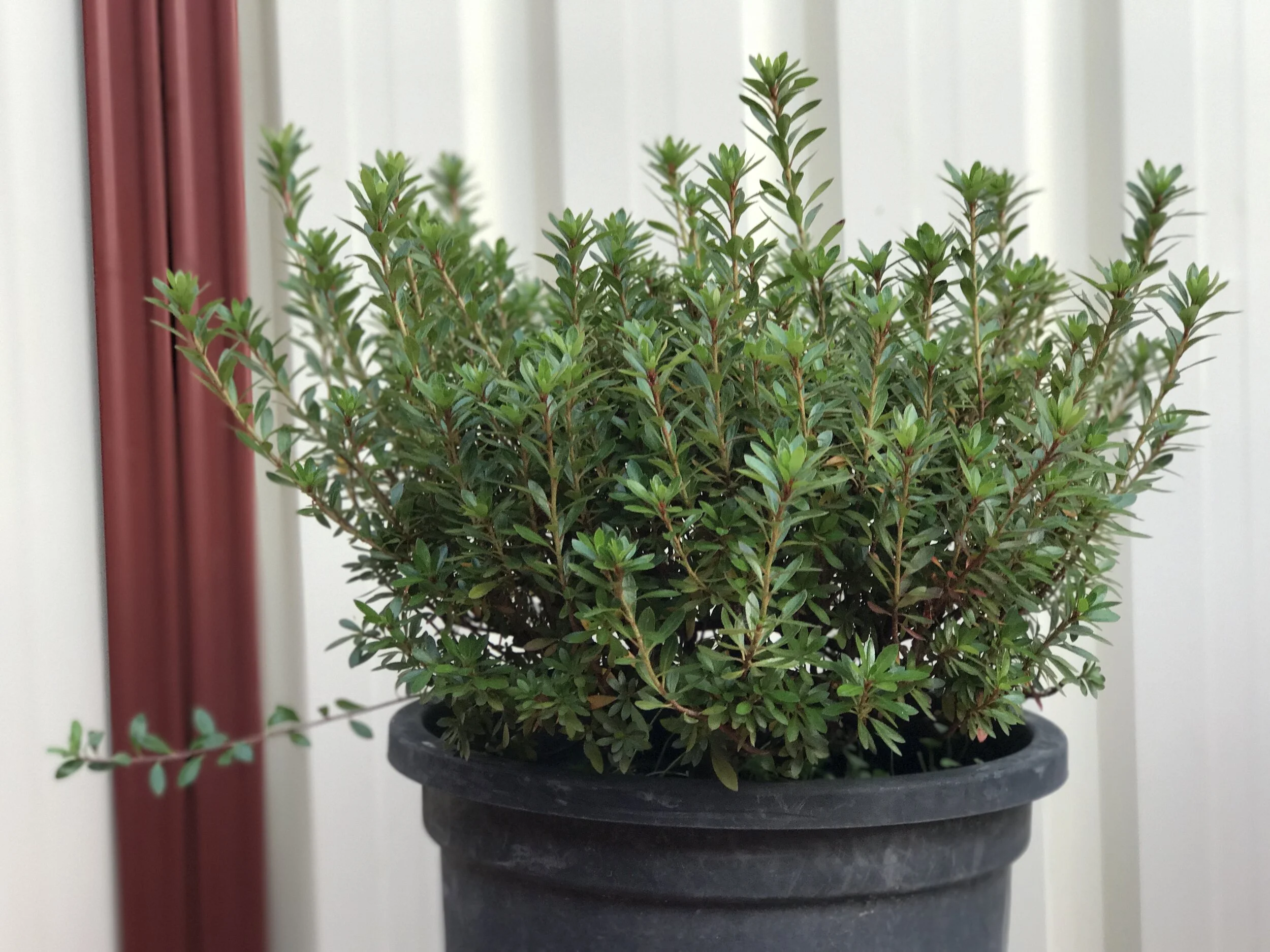 Advance shohin stock