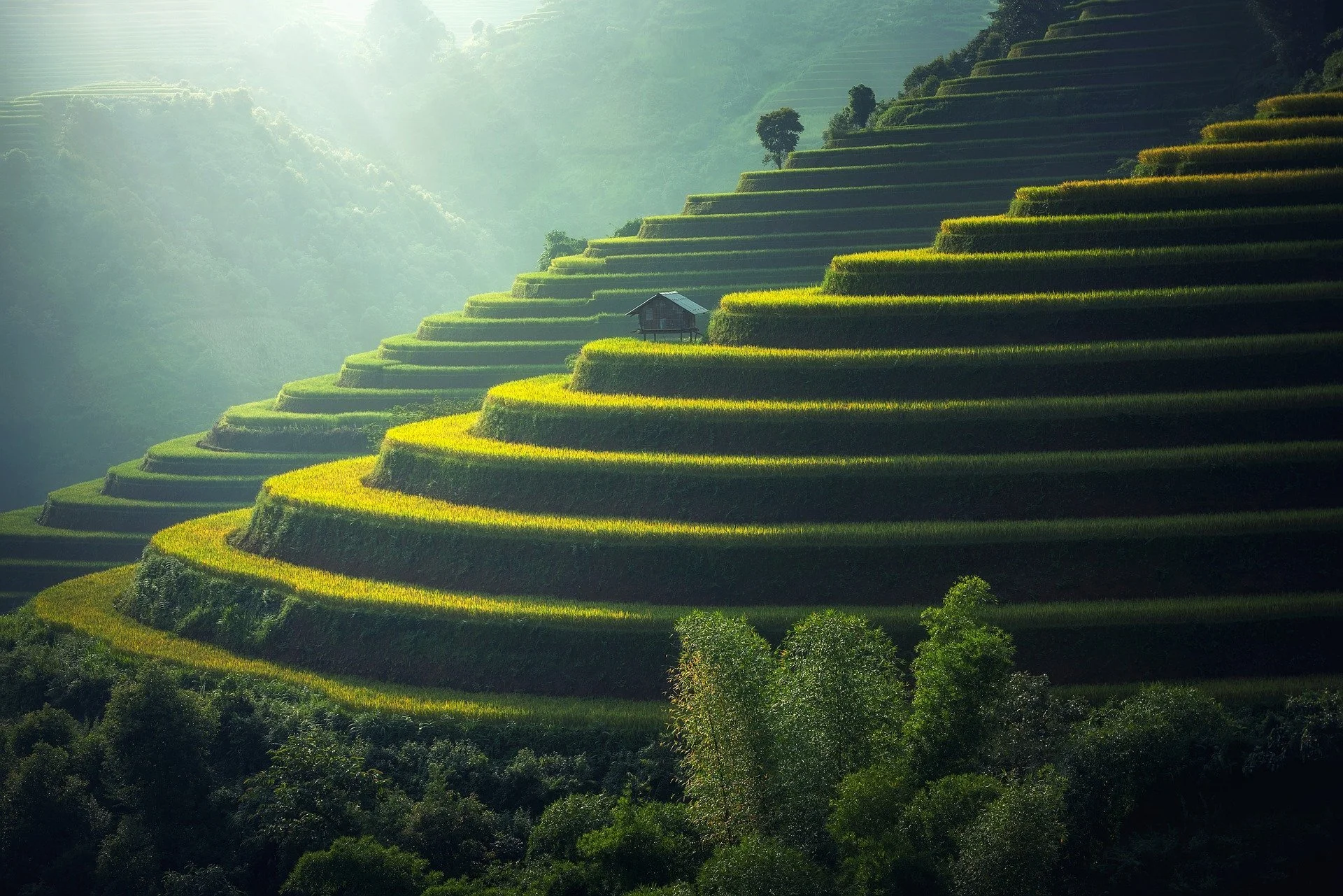 Campos de arroz de Tailandia.