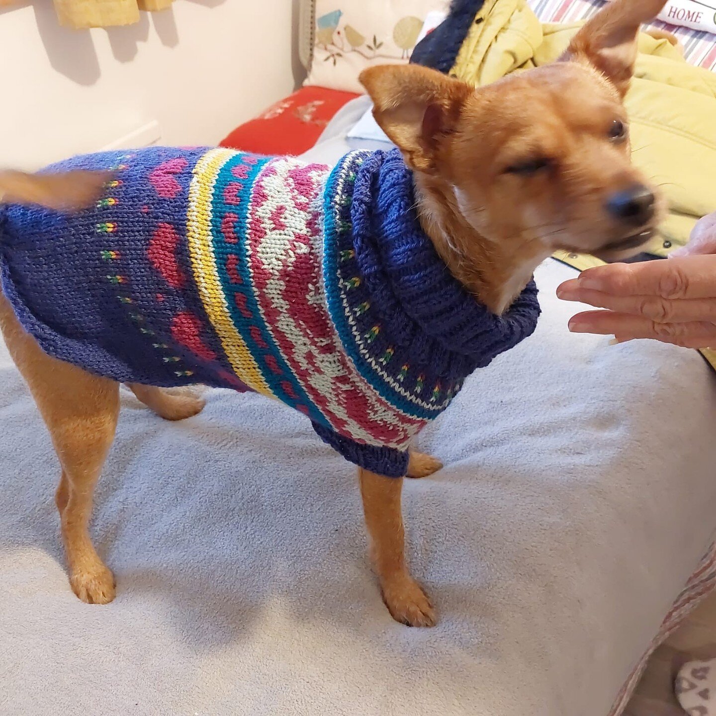 Knitted a jumper for a four legged friend.