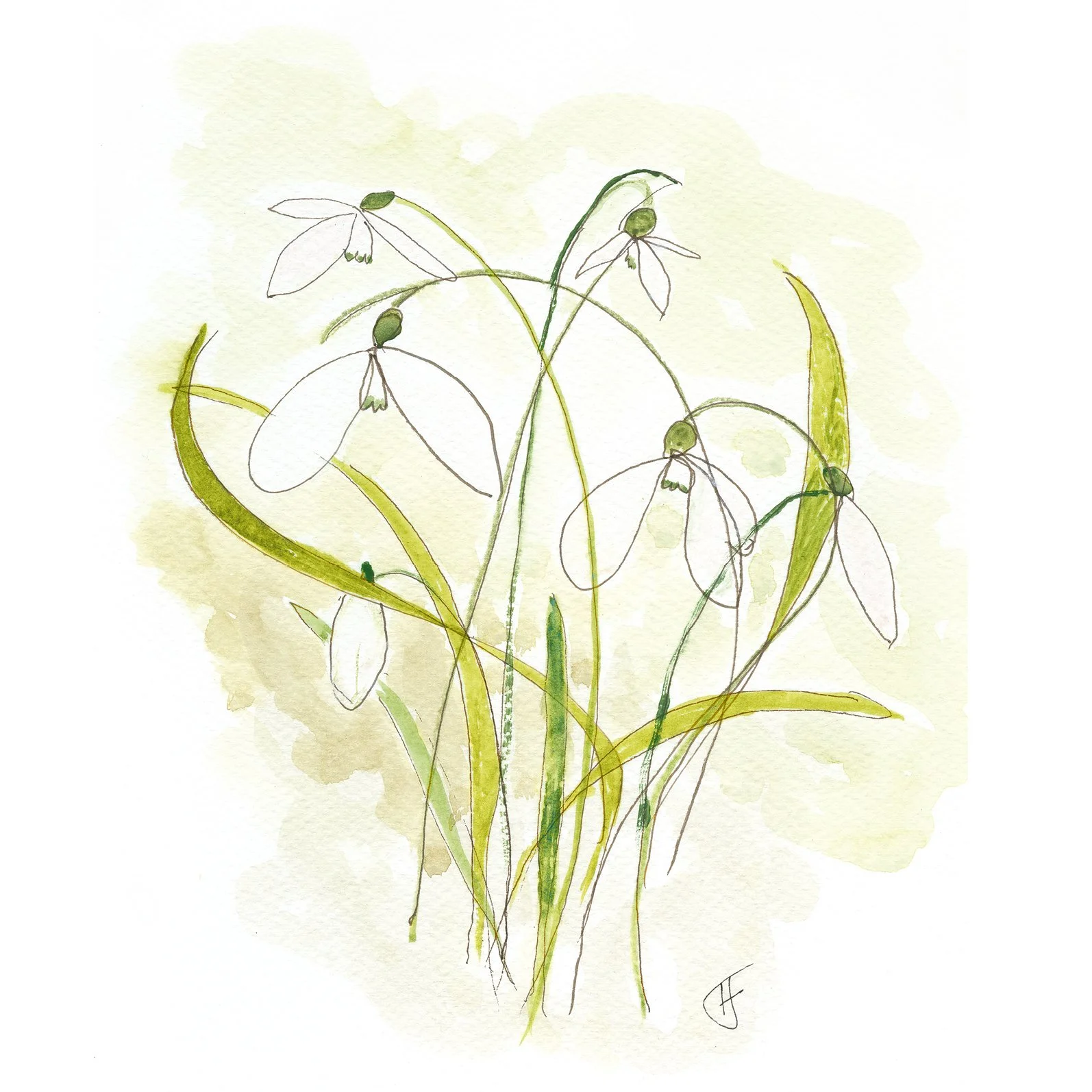 Snowdrop Helen Harrison.jpeg