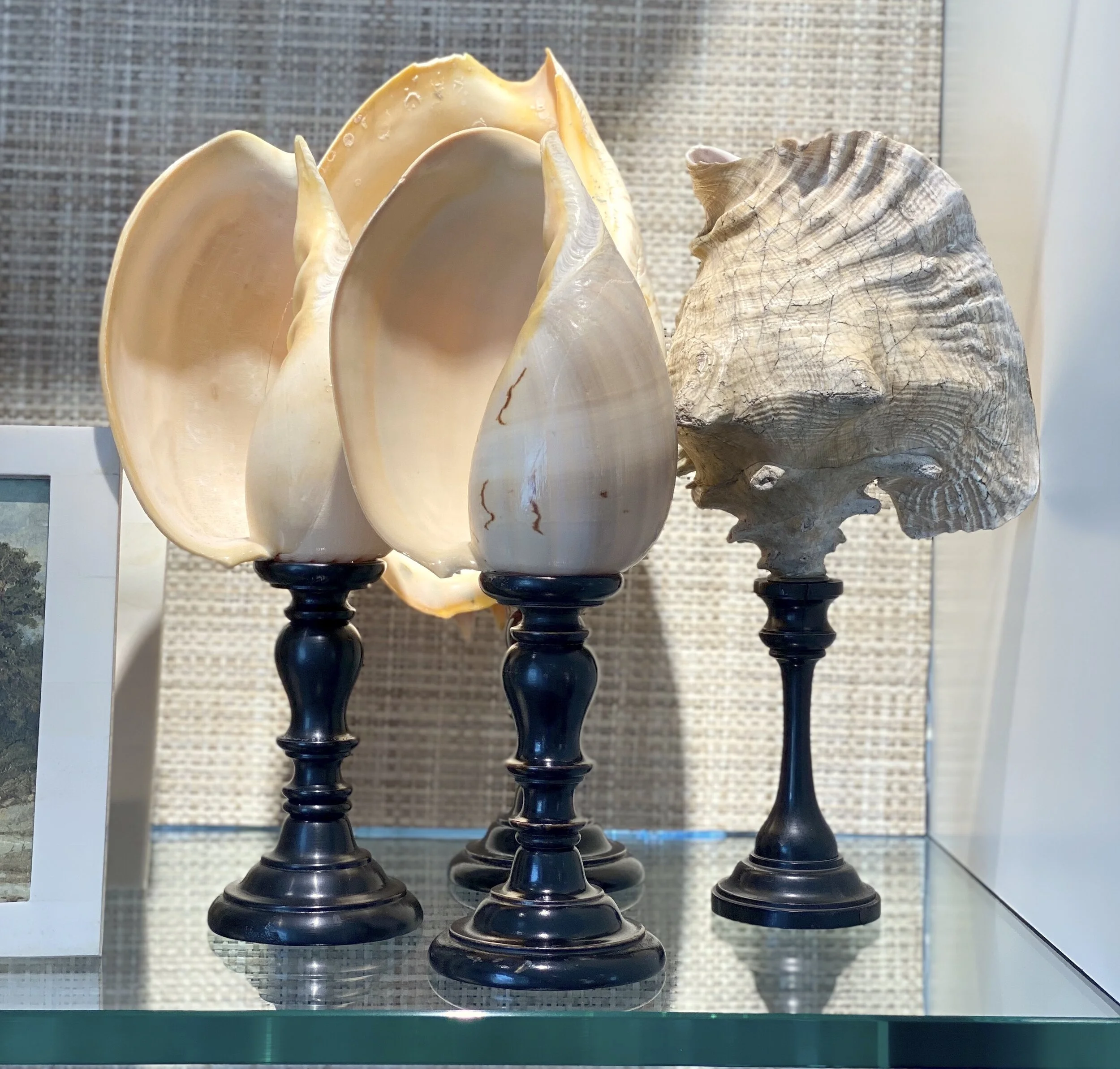 Seashell Decor