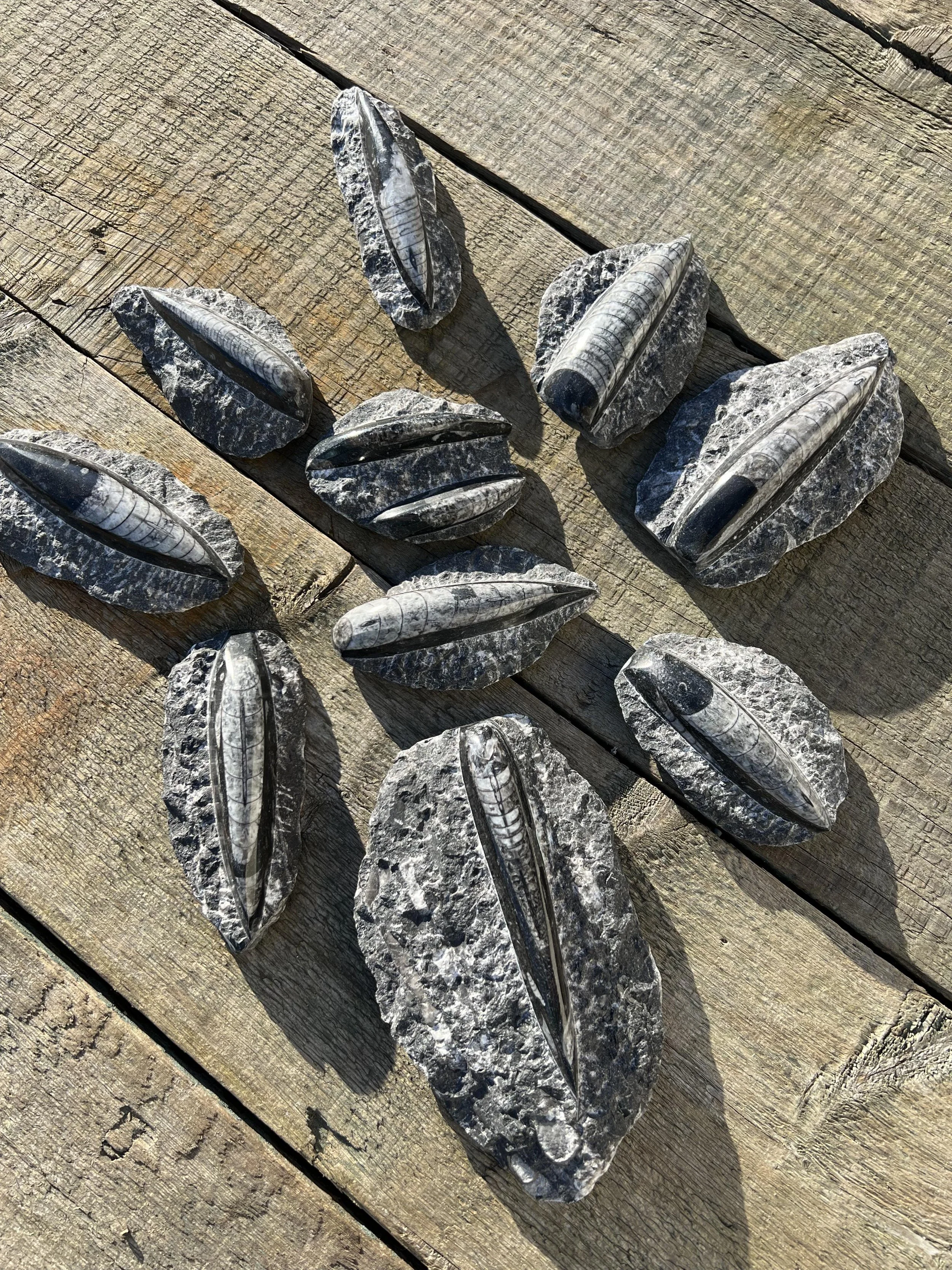 Orthoceras Fossils on Host Rock