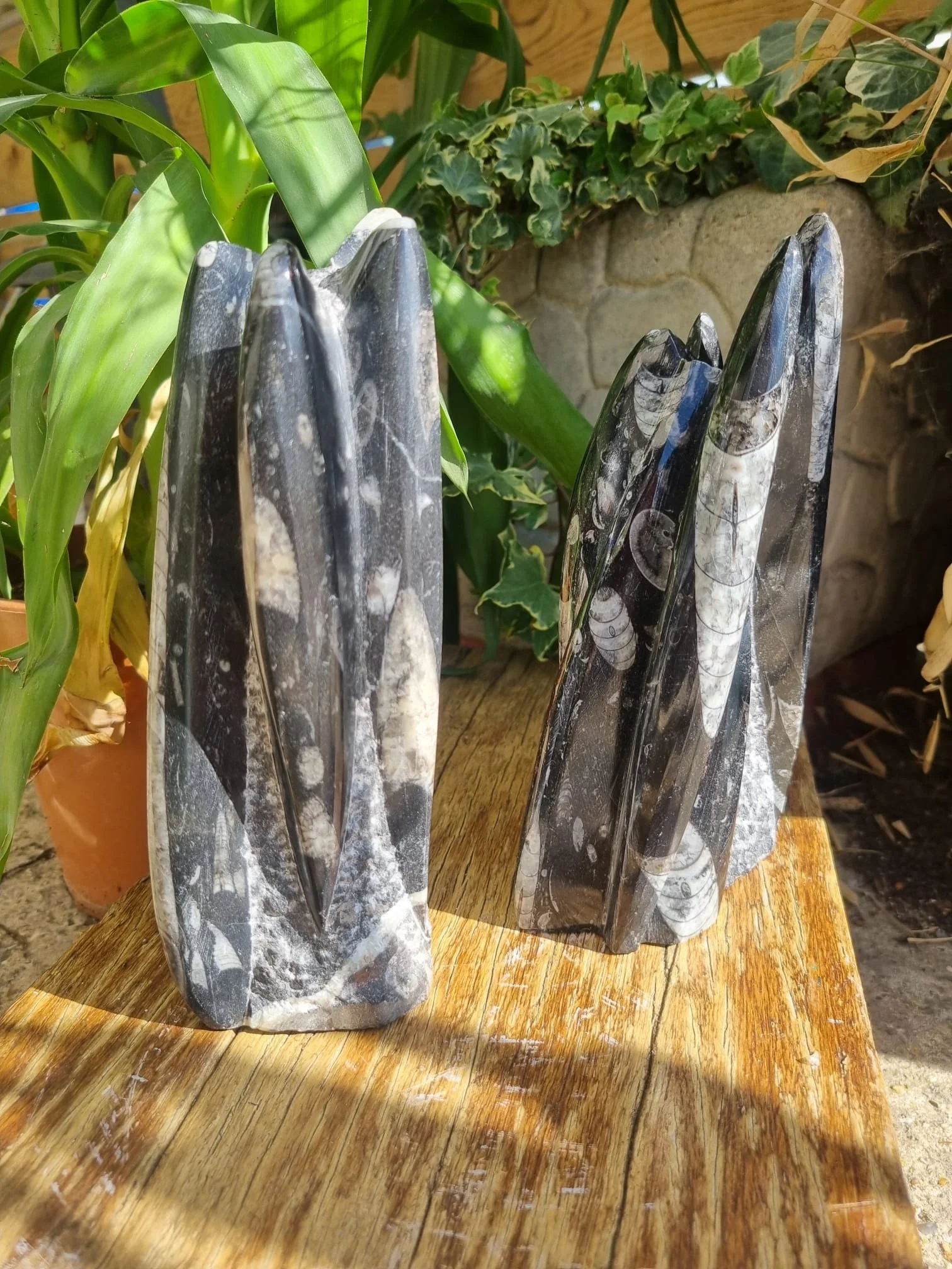 Orthoceras Fossils Family Tower