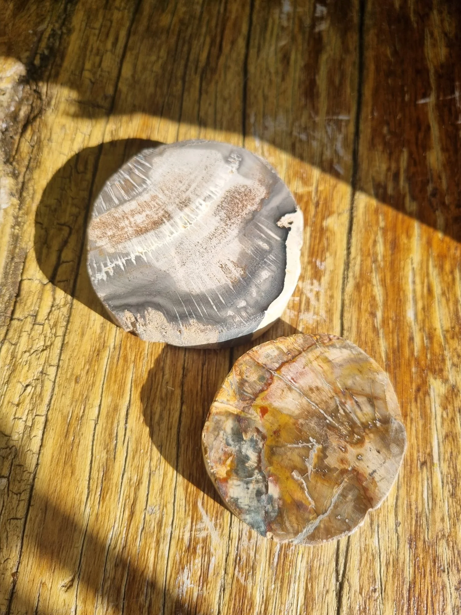 Petrified Wood Circles