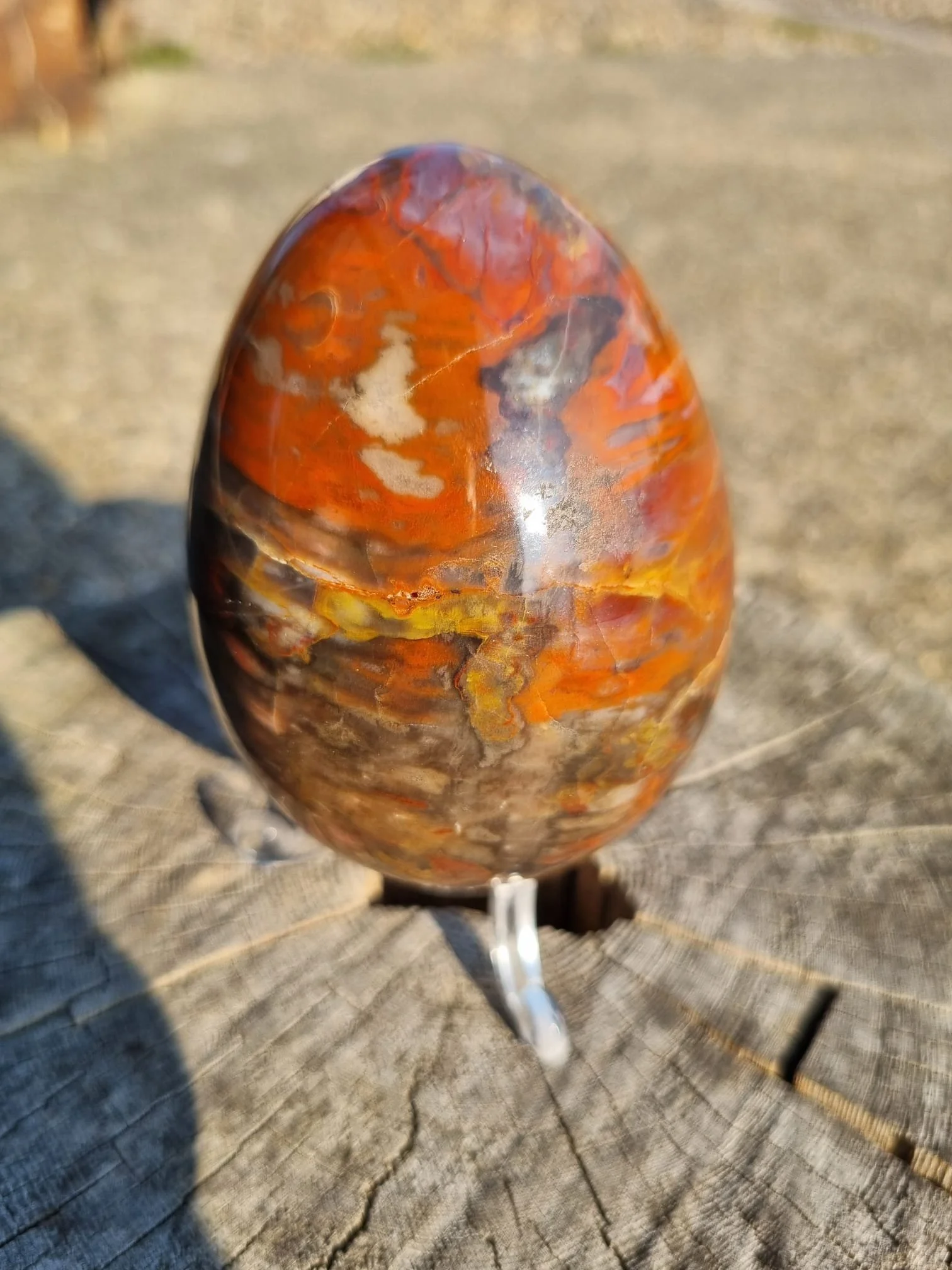 Petrified Wood Egg