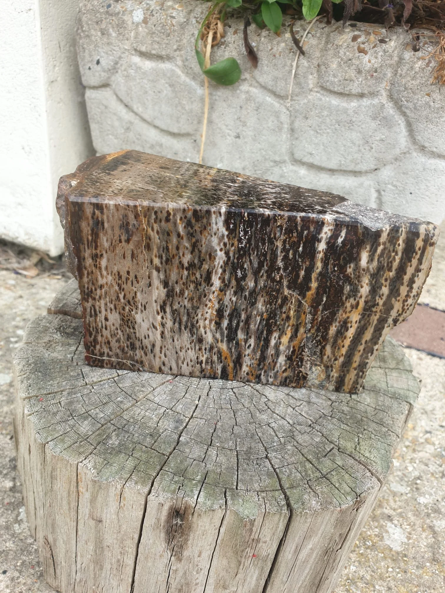 Petrified Wood Freeform