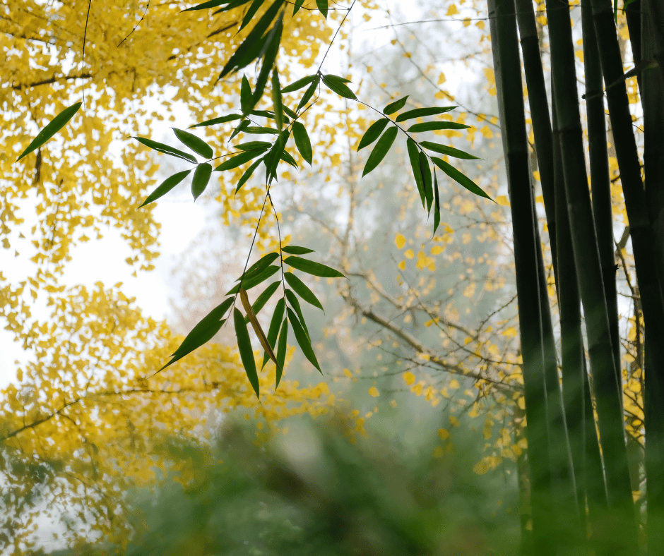 Bamboo and another tree