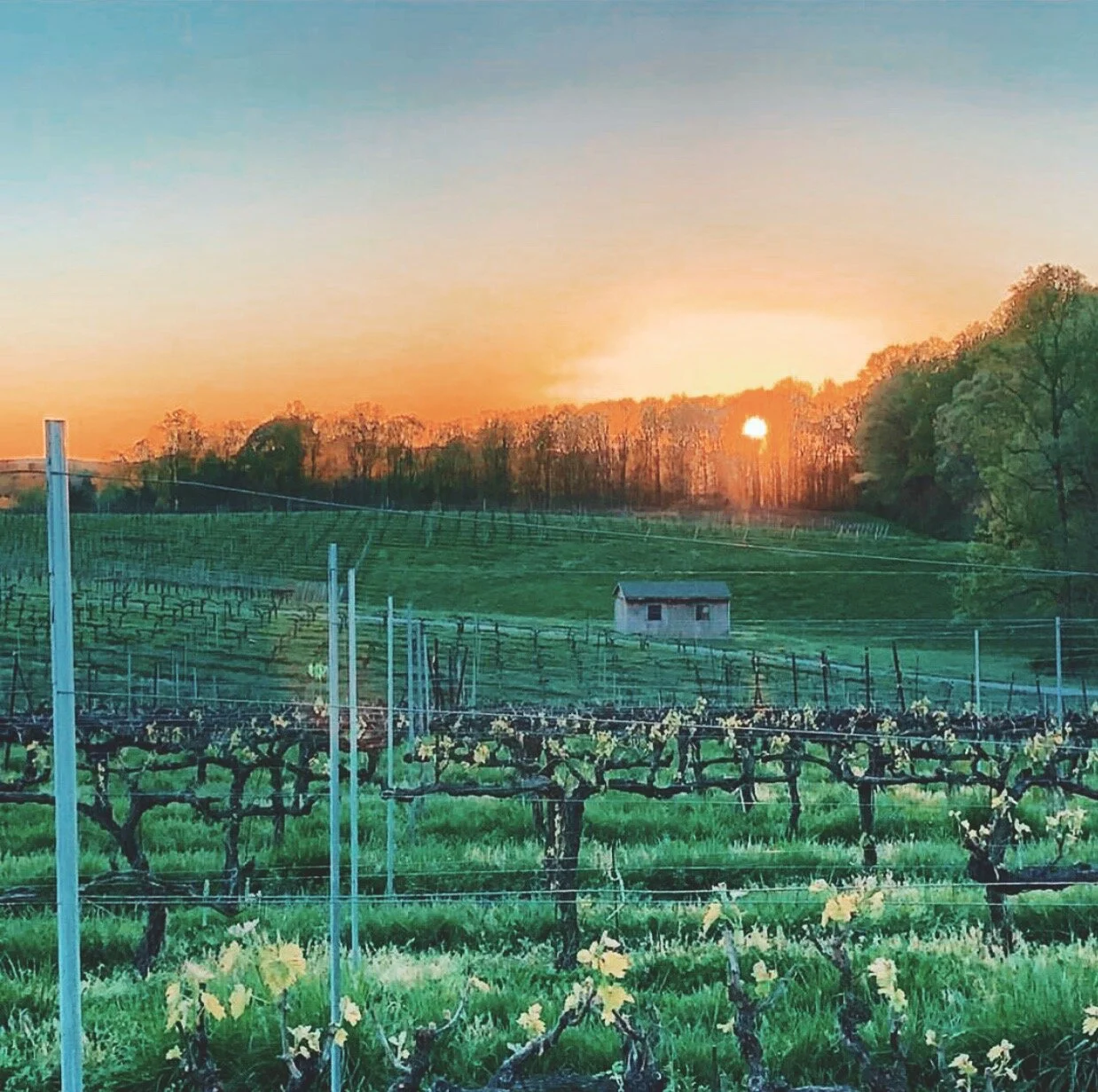 Sanders Ridge Vineyard + Winery