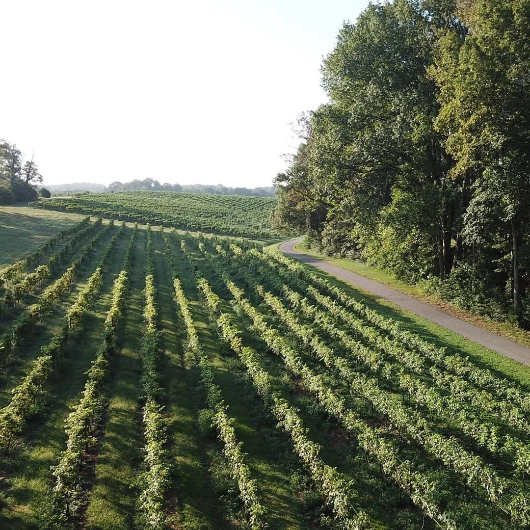 drone view vineyard.JPG