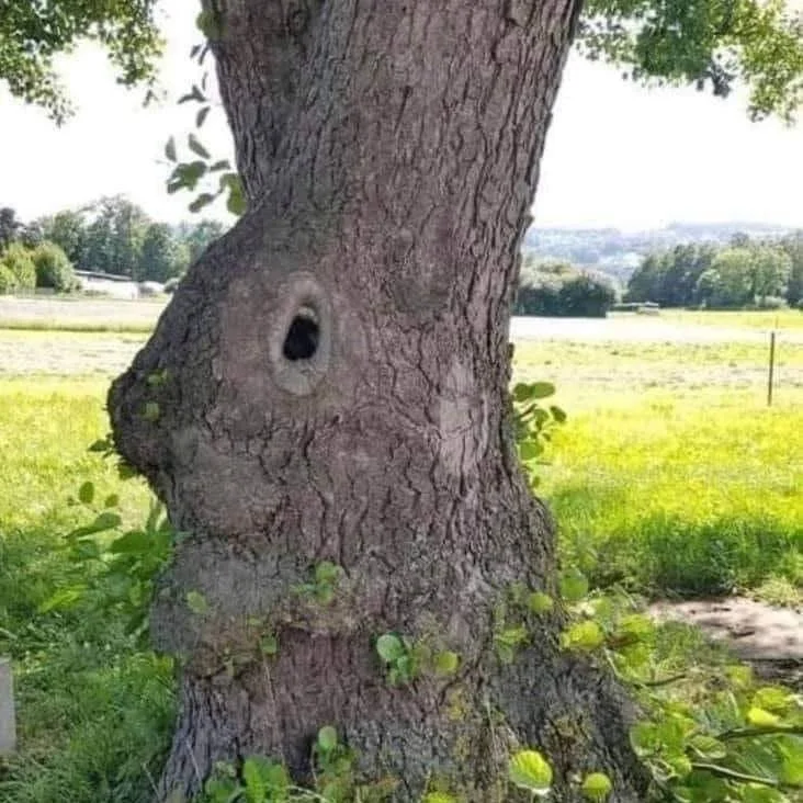 What do you see?  Fun photo to get kids talking!!

🐰Hoping 🐰 for Spring LSL games and activities? I've got you covered!

➼ 🌷SPRING LINK - https://bit.ly/SPRINGLSL

➼ LINK - https://bit.ly/ShopListenWithLynn
.
.
.
#dhh #DeafEd #slpeeps #ashaigers #