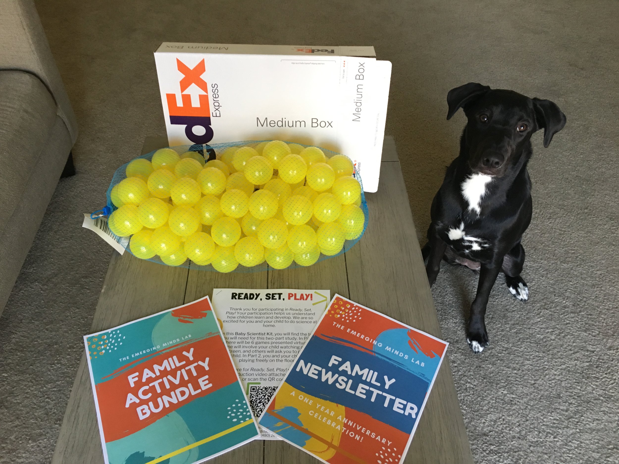  Lab paw-sistant, Missandei, prepares bundles of study materials to mail to families for our  Ready, Set, Play  online study.  