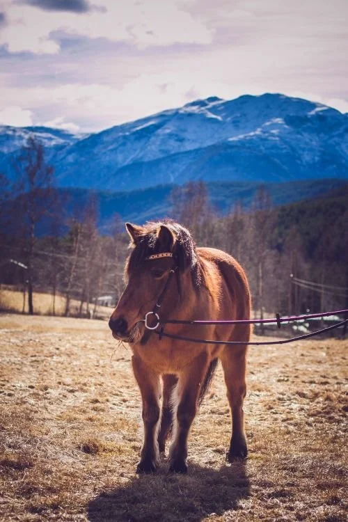 Unghestsaming - Sogndal hestealslag 