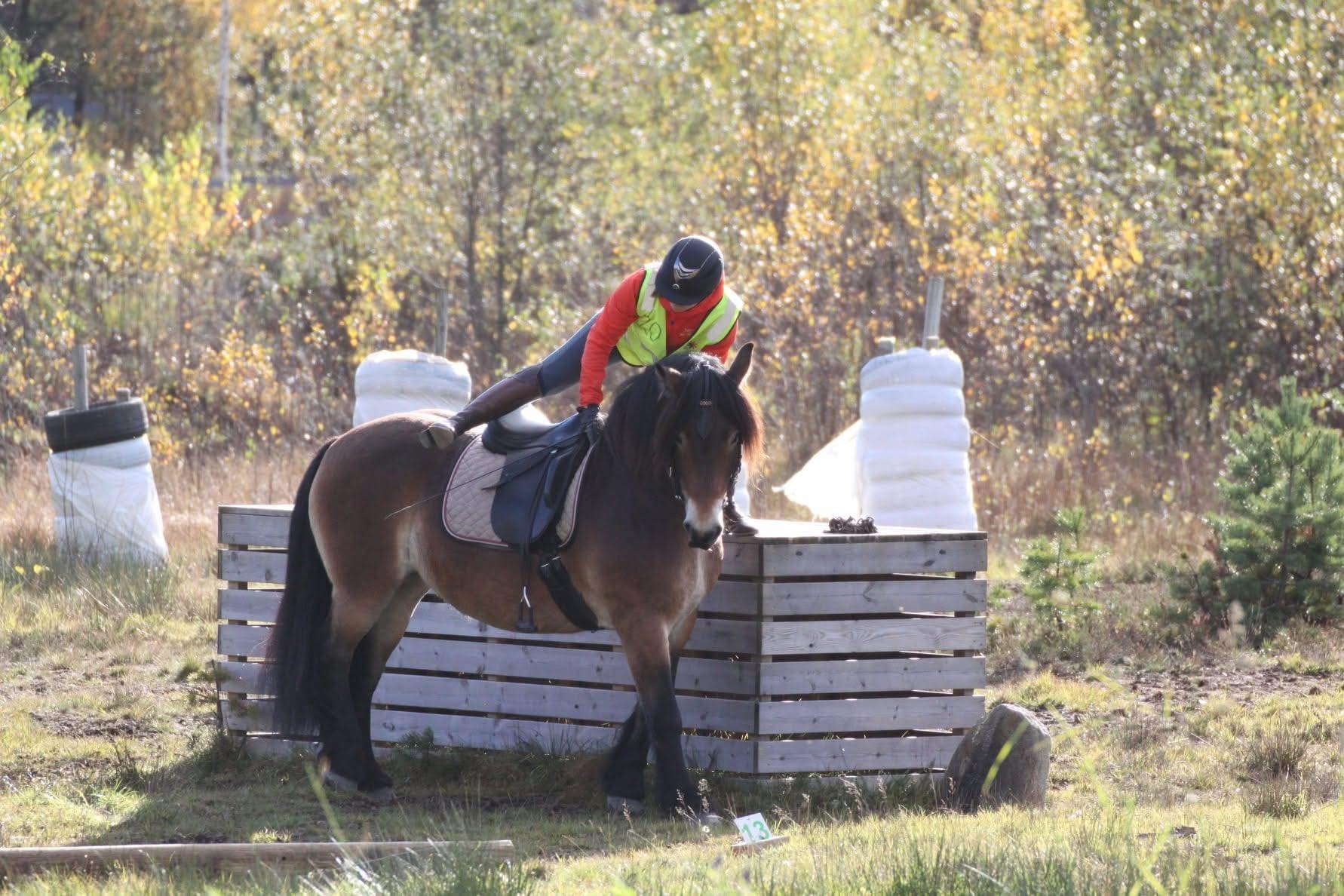 NM brukshest og skogshest- DHM brukshest 2026