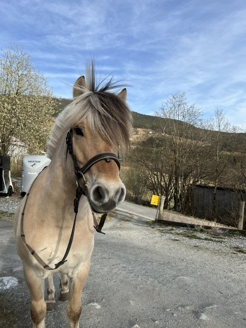 Haustmøte for fjordhest