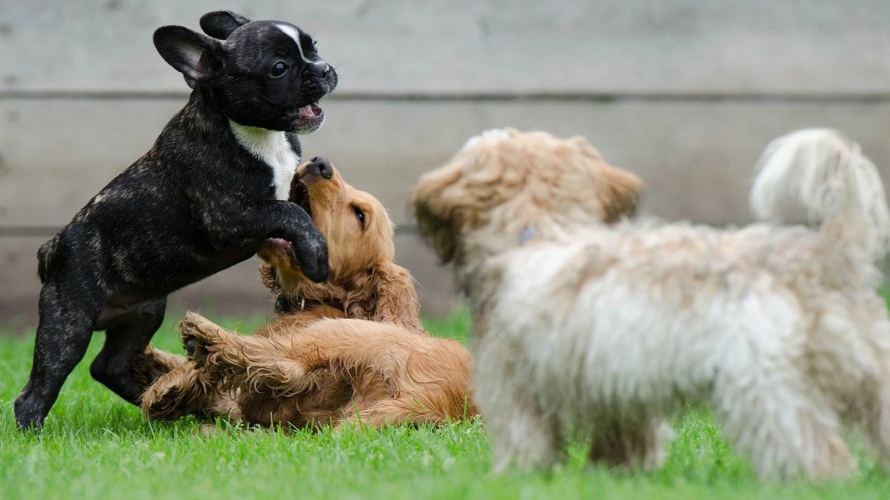 Hundetrening