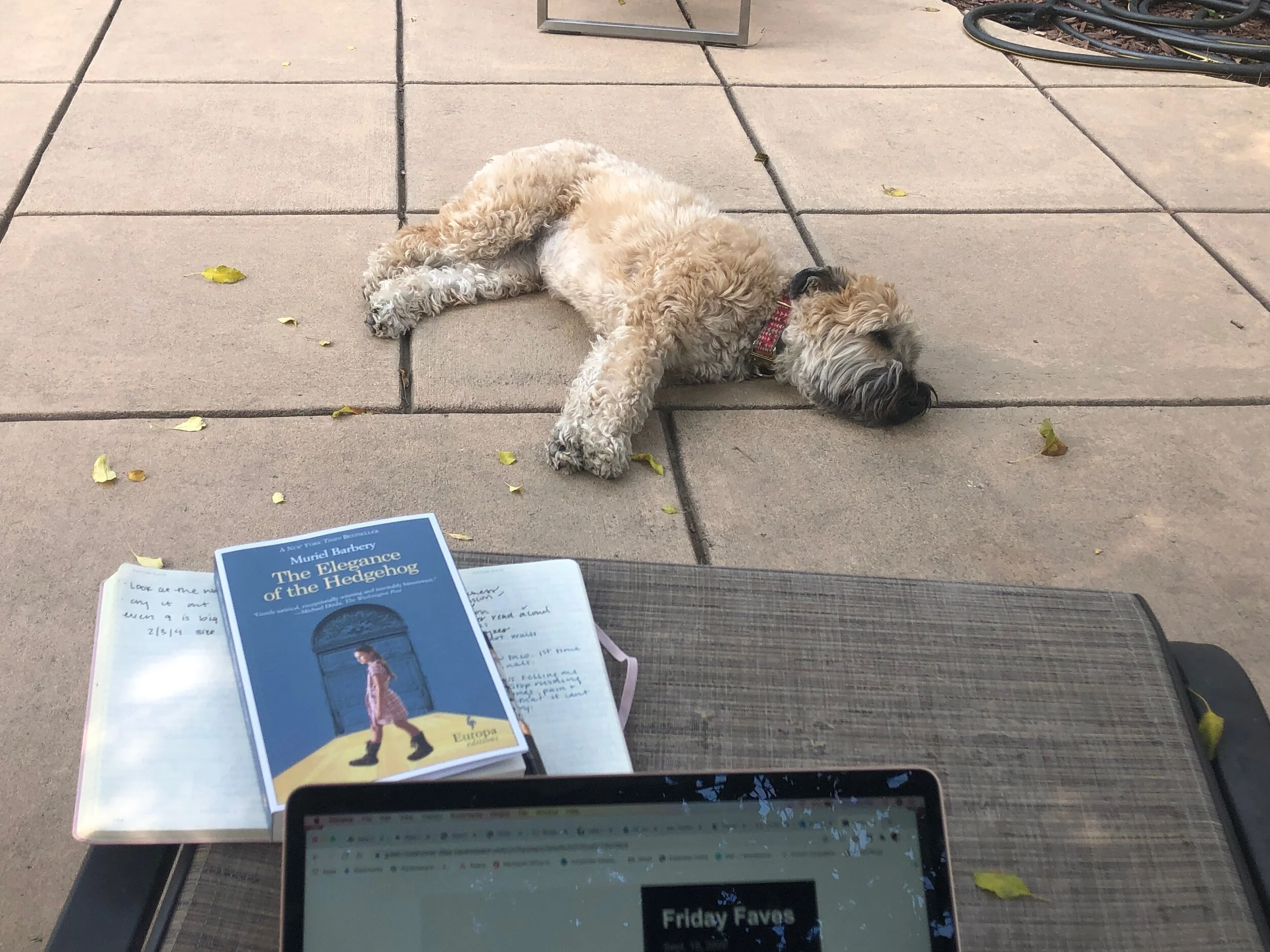 Friday Faves:  Sept. 18, 2020 Edition