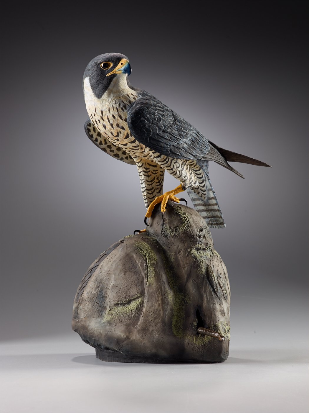 AGB S&C JAY POLLACK Peregrine Falcon on Rock.jpg