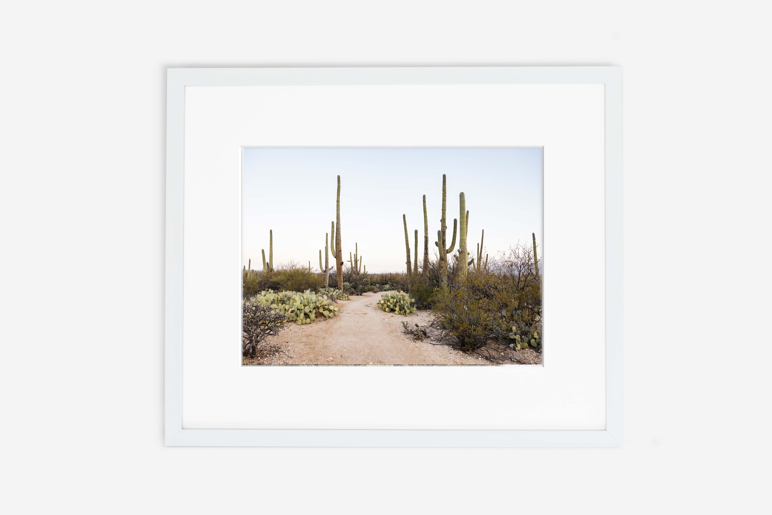 saguaro3.jpg