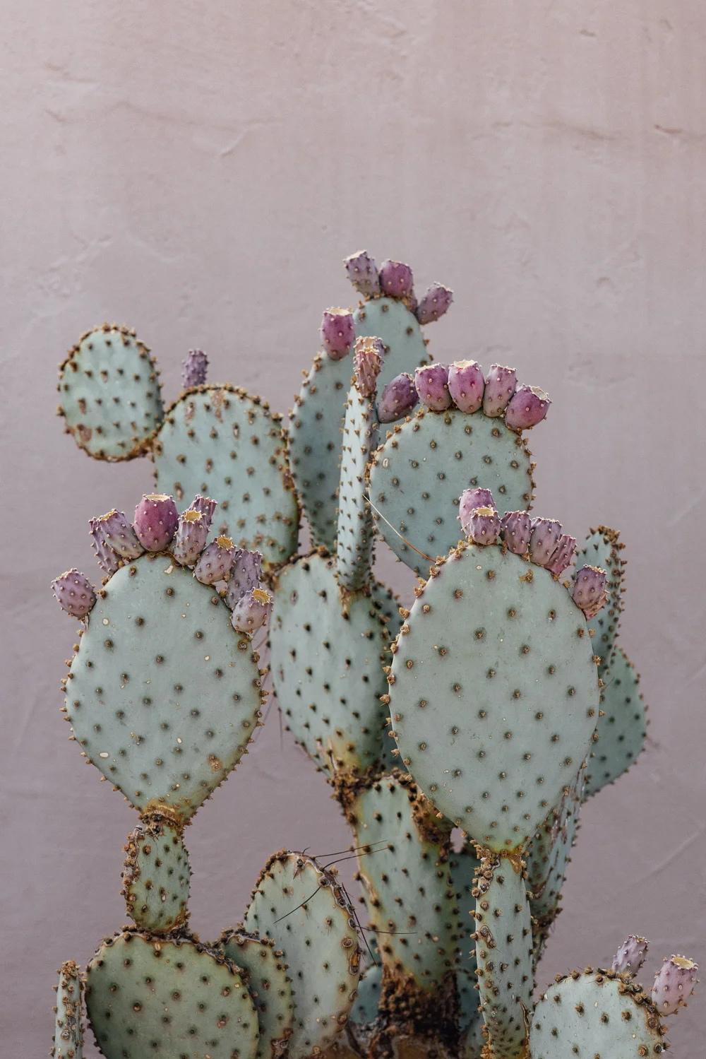 succulent flower arrangements Succulent Heart Arrangement