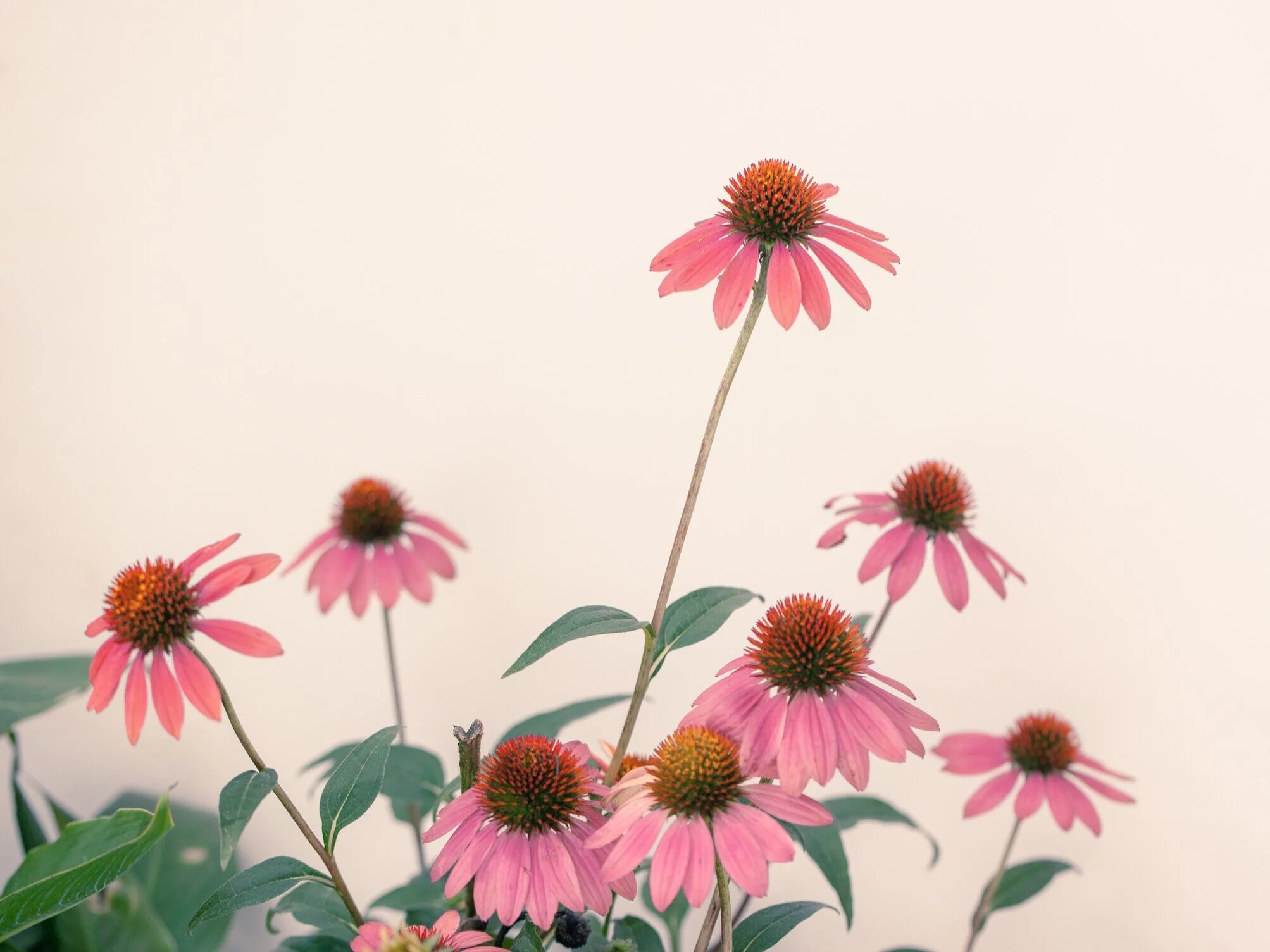 Story Ally_food change agent