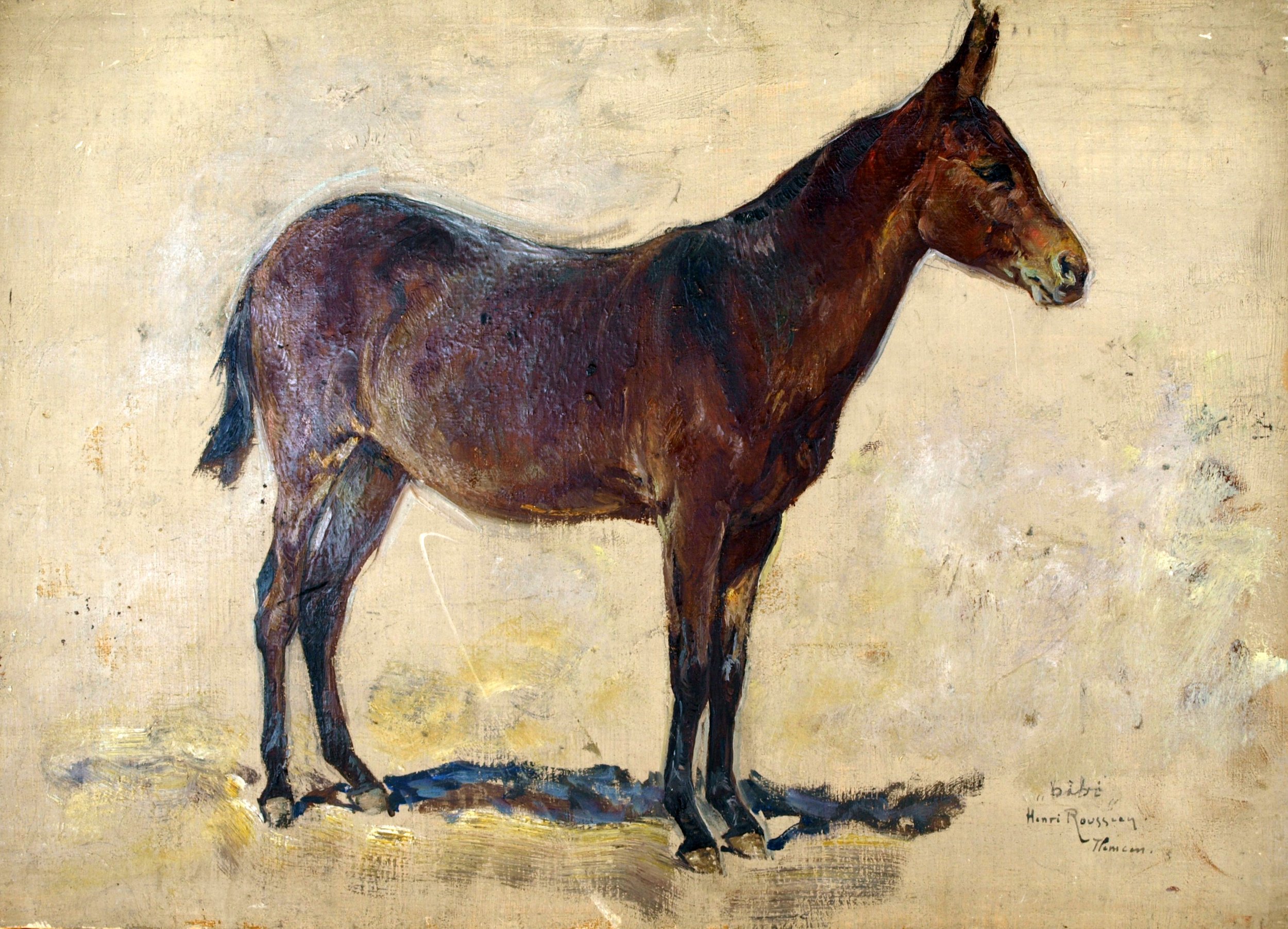 Jeune mule à Tlemcen, Algérie