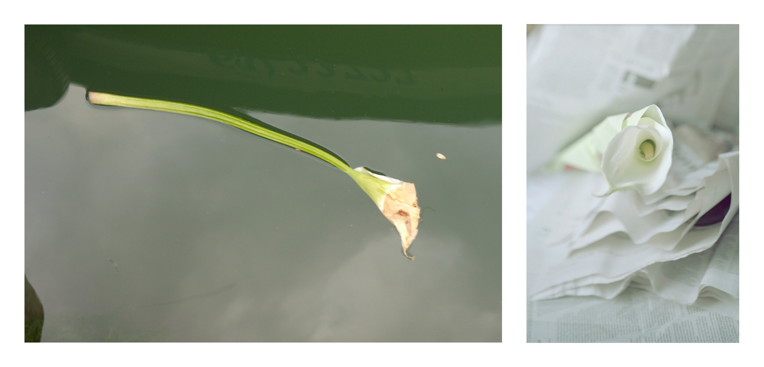 Calla Lily Diptych.jpg