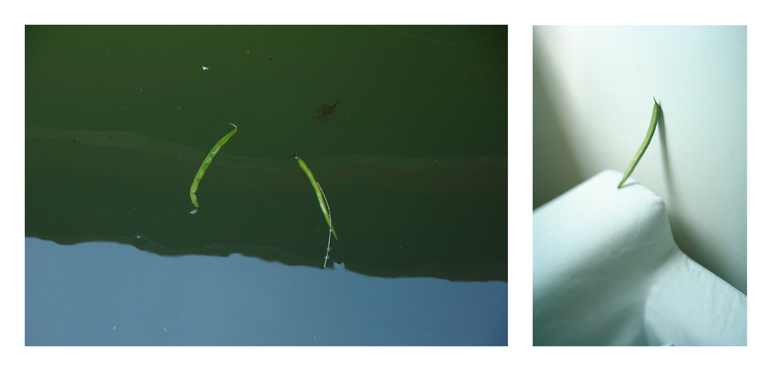 Bean Diptych.jpg