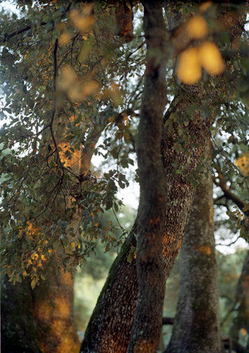 Sacred / Sacro Bosco