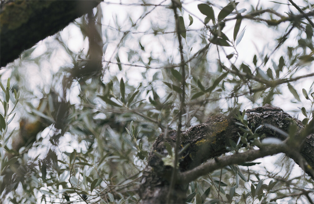 untitled olive trees for Joel Shapiro 6.jpg