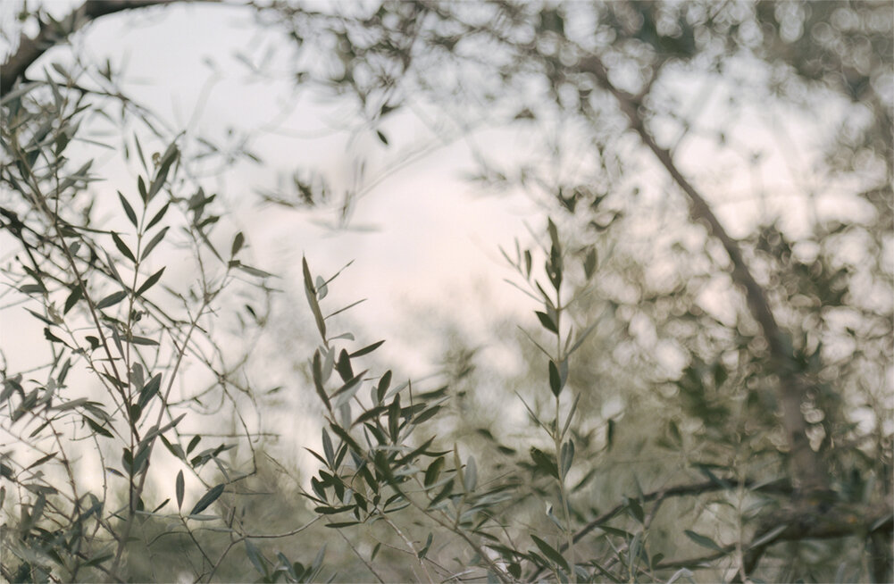 untitled olive trees for Joel Shapiro a.jpg