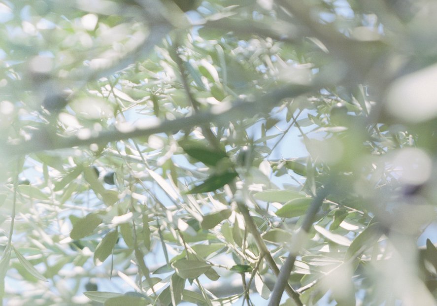 detail 2 TIPPY SKY ©Verburg 16.125in x 22.878in JPEG.jpg