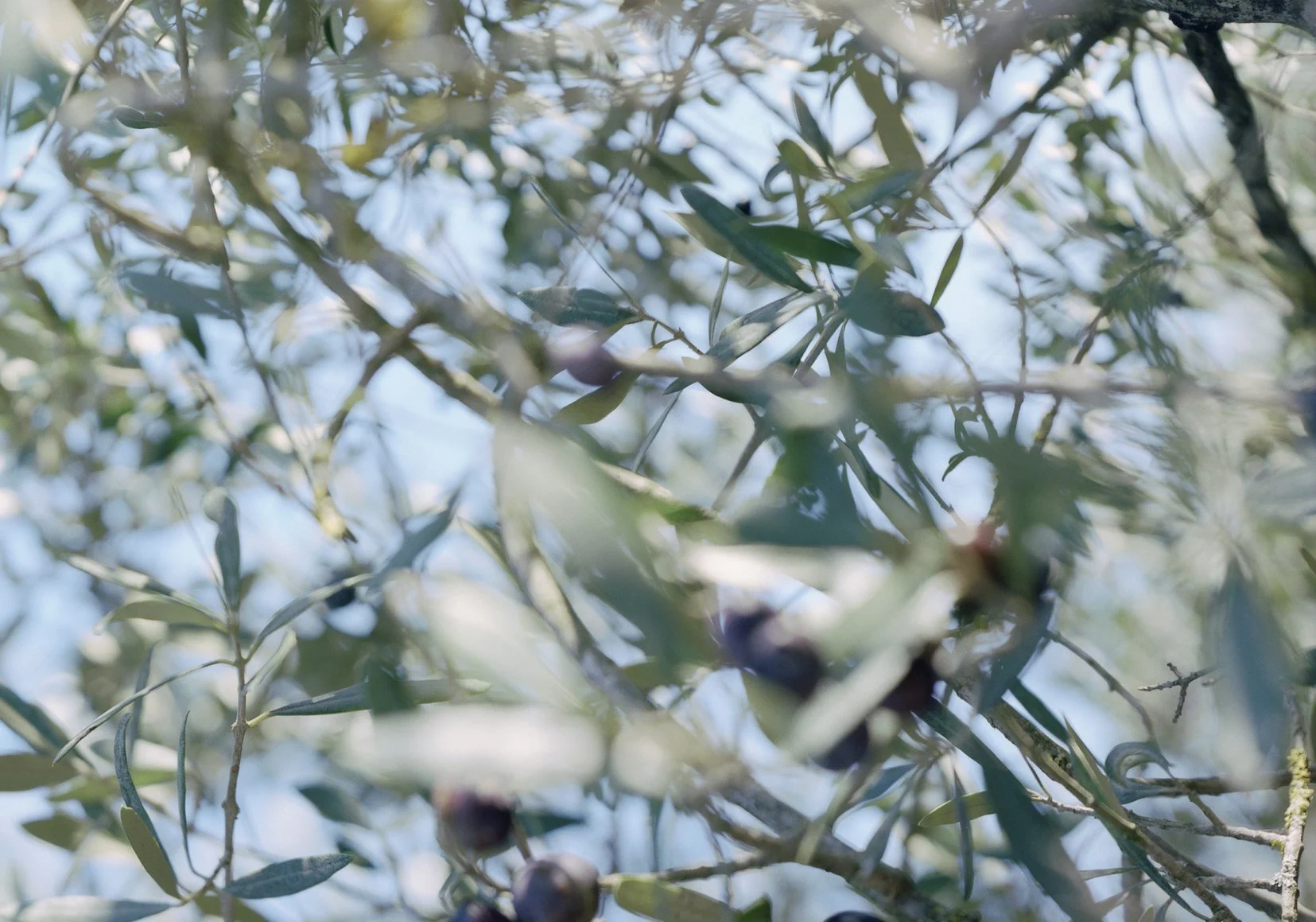 detail 4 of Tippy Sky, 2024.jpg