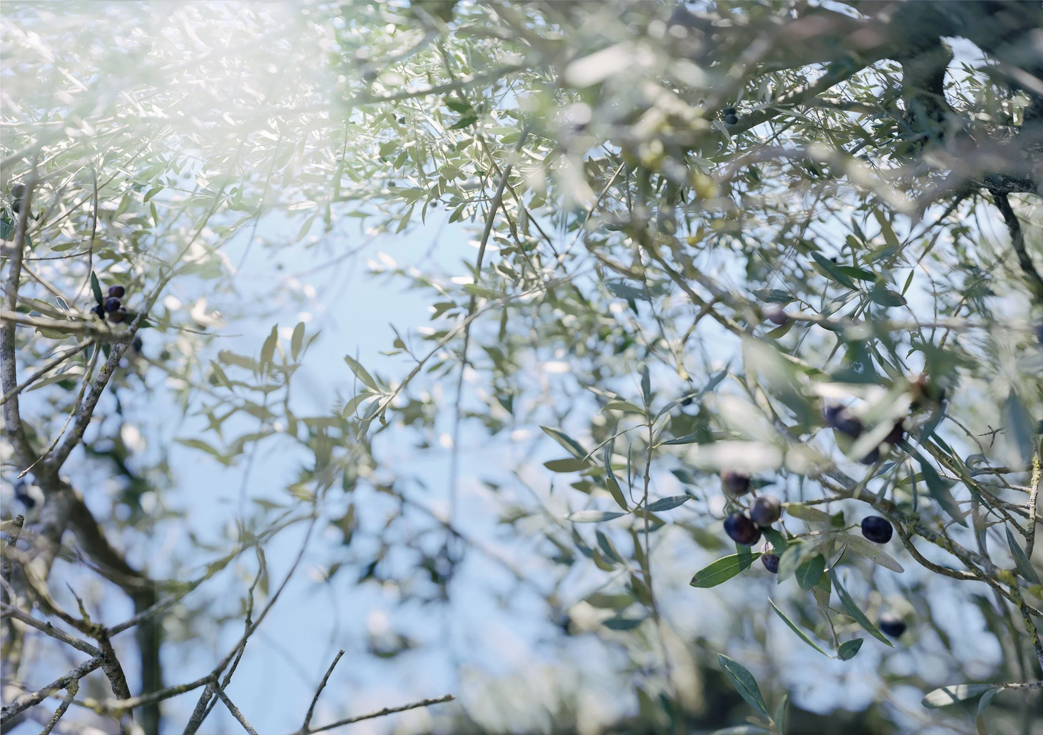 I TIPPY SKY ©Verburg 16.125in x 22.878in JPEG.JPG