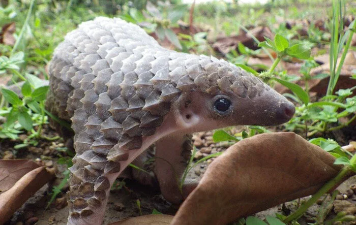 World Pangolin Day Fundraiser