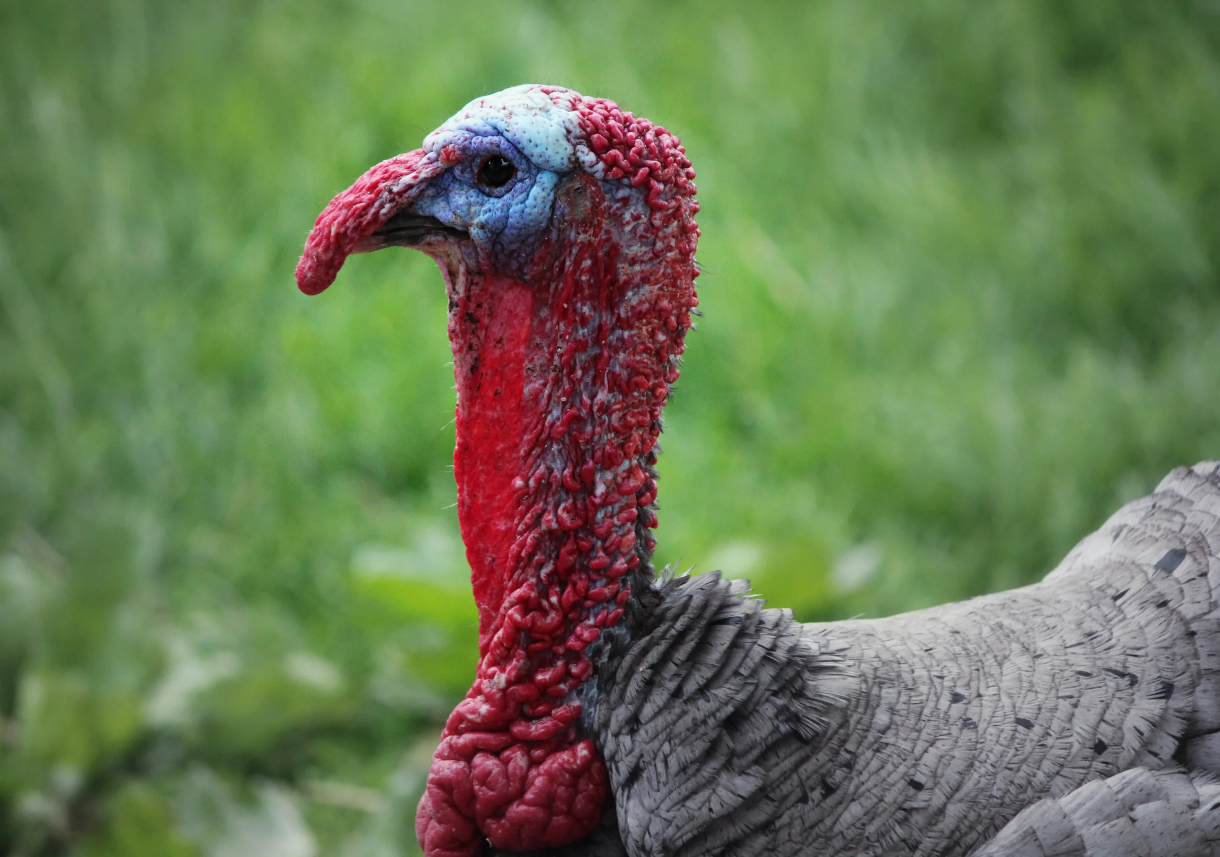 Why Is Our Thanksgiving Bird Called a Turkey? (Answer: Because, of course, it came from Turkey)