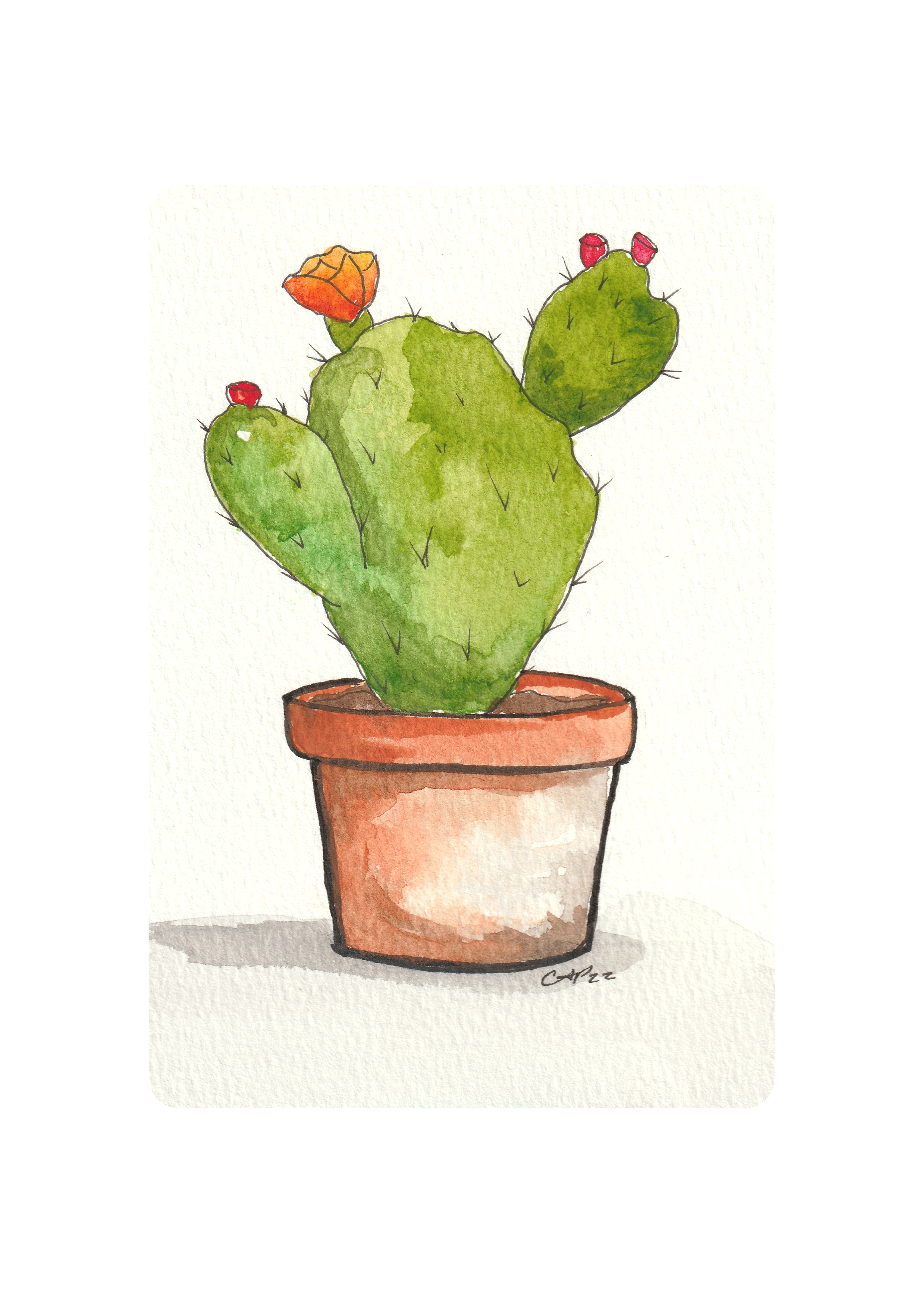 Cactus in a Terra-cotta Pot.png