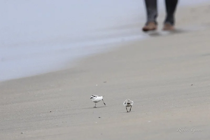 Two Western Snowy Plovers running photo