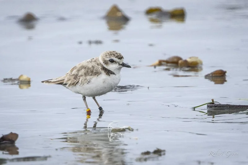 Banded Western Snowy Plover in water