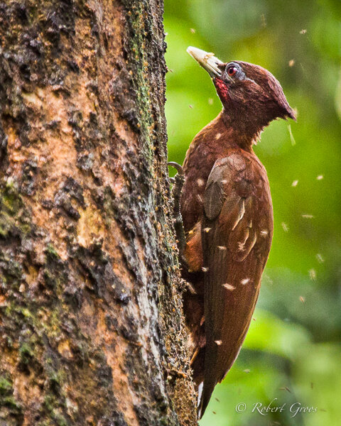 Elegant chestnut woodpecker