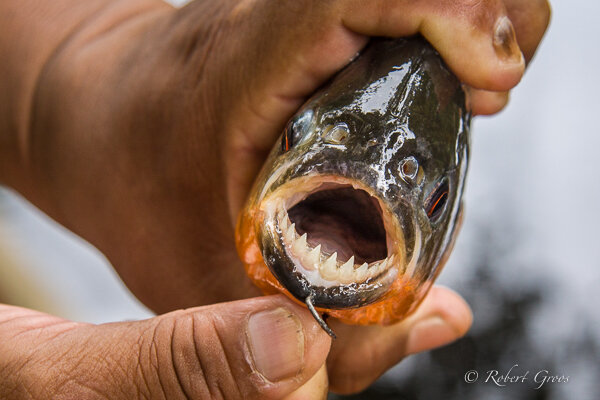 Piranha