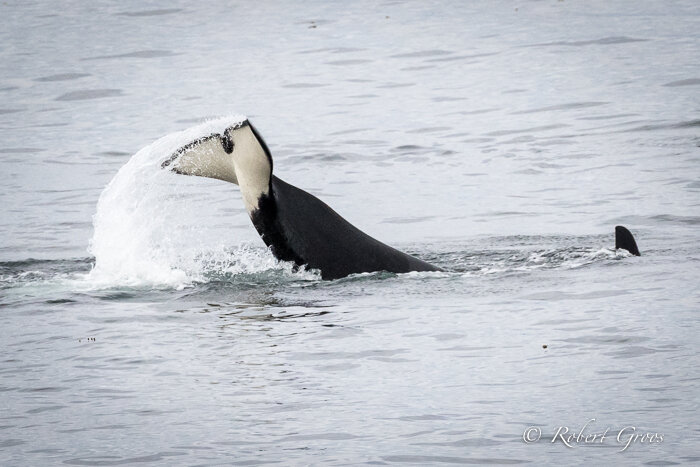 Orca whale diving.