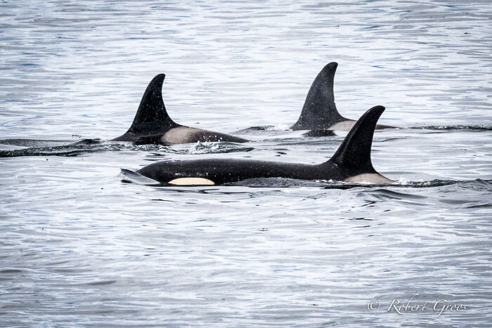 A group of orca whales.