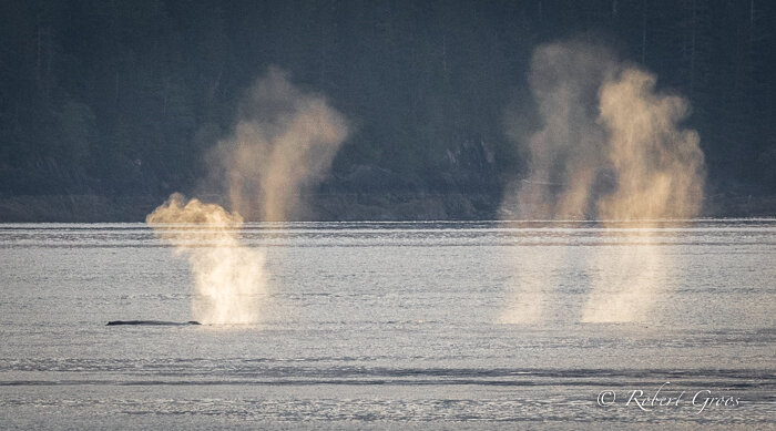 Humpback whales exhaling mist into the evening light.