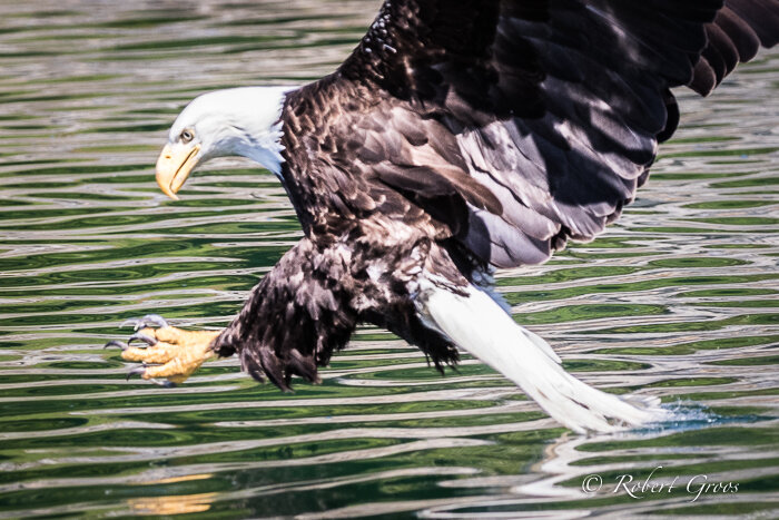 A bald eagle reaches out for a catch of the day.