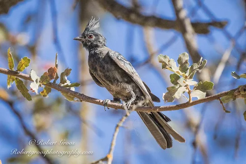 What Bird Eats Mistletoe Berries: Surprising Garden Visitors Revealed