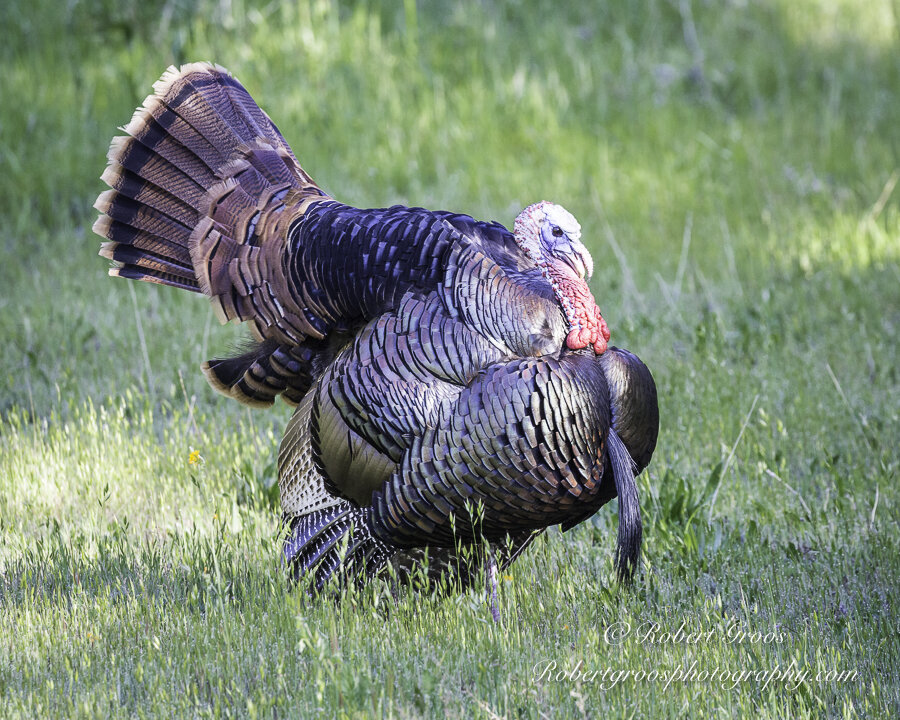 🦃 Gobbling Turkey Snood