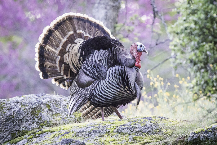 This splendid tom struck out on his own.